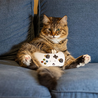 Cat sitting on couch