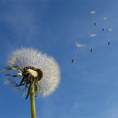 dandelion