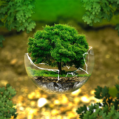 tree in a broken glass ball