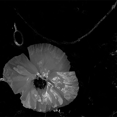 Black & White Flower